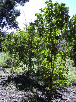 Croton guatemalensis.jpg