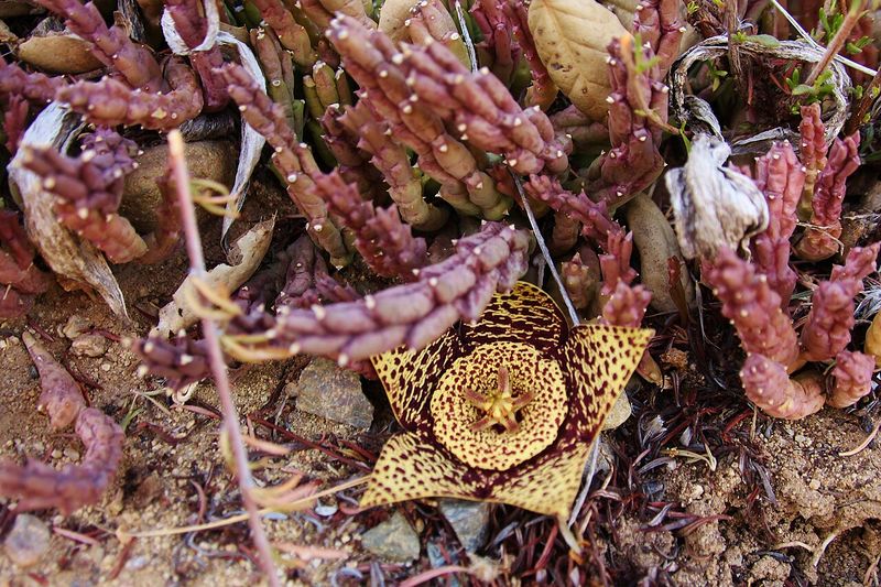 Archivo:Orbea variegata 6.jpg