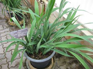 Dianella ensifolia.jpg