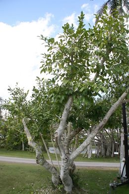 Ficus tinctoria.jpg