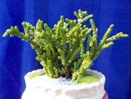 Crassula-lycopodioide.jpg