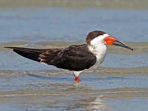 Rayadores (Rynchops niger).jpg