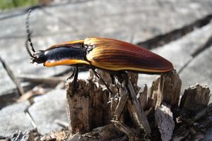 Semiotus luteipennis.jpg