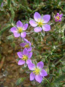 Spergularia rubra.JPG