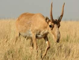 Saiga Antelope.jpg