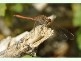 Sympetrum sinaiticum.jpeg