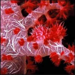 Coral clavel.jpg