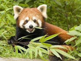 Panda Rojo2.jpg