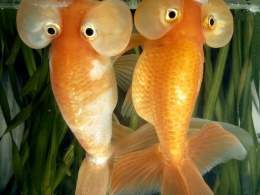 Goldfish ojos de burbuja.jpg
