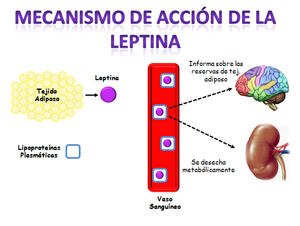 Leptina accion.png