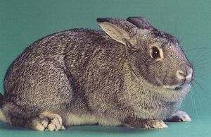 Conejo Chinchilla.jpg