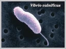 Vibrio vuln.jpg