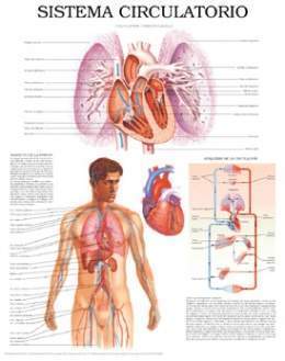 Circulatorio.jpg