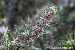 Hierba-ratonera-Forsskaolea-angustifolia.jpg