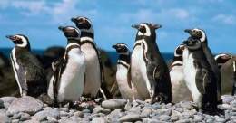 Pingüino de Magallanes.jpg
