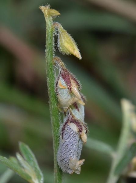 Archivo:Crotalaria pusilla 2.jpg