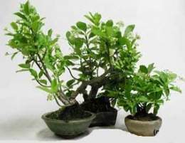 Euonymus-japonicus-bonsai.jpg