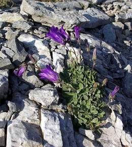 Campanula oreadum.jpg