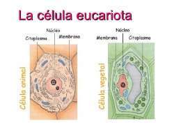 Celula eucariota.jpg