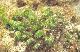 Dasycladus vermicularis.jpg