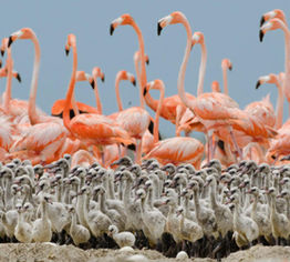 Flamingos-Cayo-Sabinal-Cuba.jpg