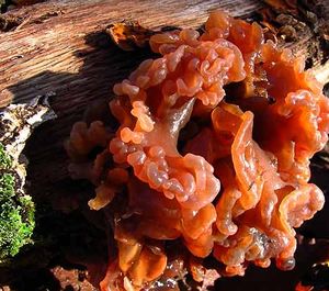 Tremella foliacea.jpg