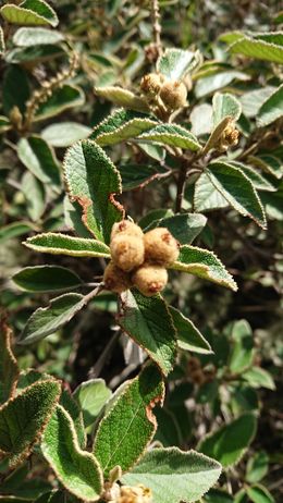 Croton pycnanthus.jpeg