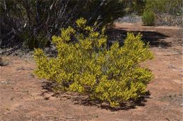 Acacia microcarpa.jpg