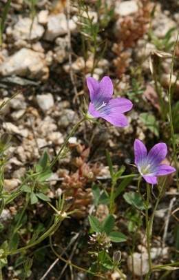 Campanula drabifolia.jpg
