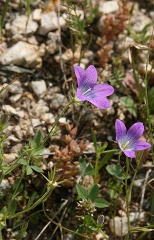 Campanula drabifolia.jpg