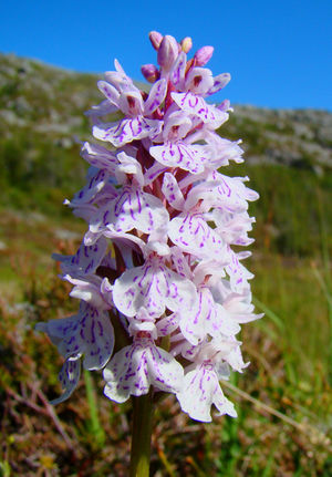 Dactylorhiza Maculata Norway.jpg