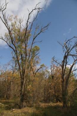 Casuarina fraseriana.jpg