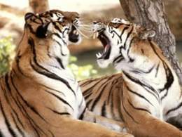 Tigres furiosos.jpg