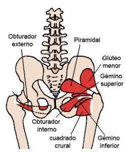 Posterior Hip Muscles es.jpg