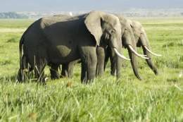 Elephant kilimajaro-amboseli-park.jpg