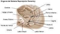 Organos Sistema reproductor femenino.jpg
