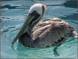 Pelicano.jpg
