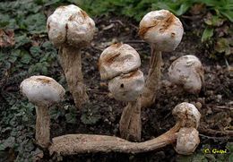Tulostoma cyclophorum.jpg