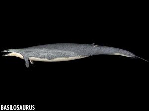 Basilosaurus.jpg
