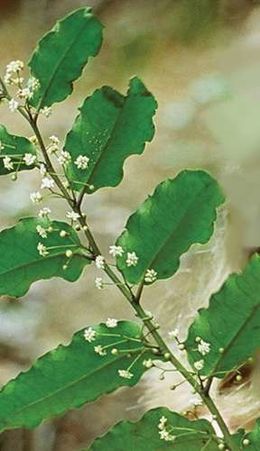 Amborellaceae.jpg