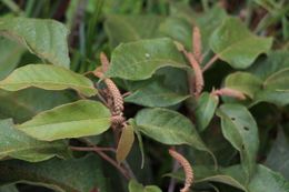 Croton myriaster.jpg