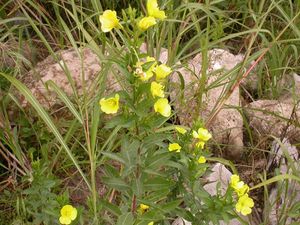 Oenothera biennis.jpg