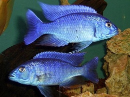 Scianochromis fryeri.JPG