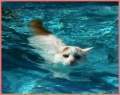 TurkishVan.jpg