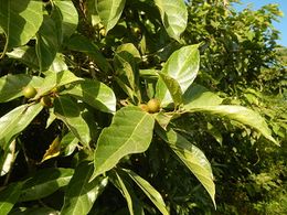 Ficus odorata.JPG