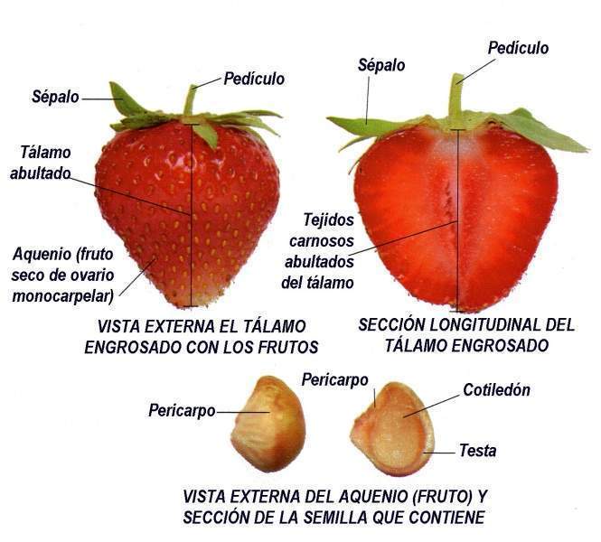 Archivo:Fragaria × ananassa partes fruto.jpg