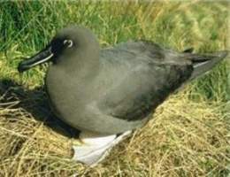 Albatros oscuro.jpg