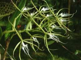 Epidendrum ciliare P.jpg