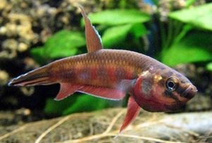 Betta Rubra.JPG