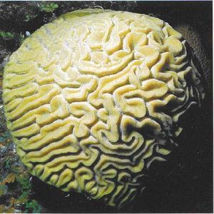 Coral Laberinto 01.jpg